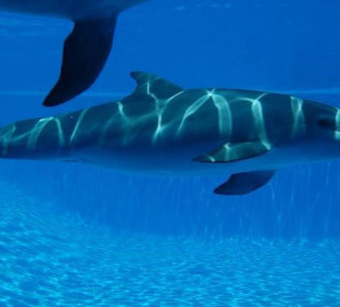 Delfin