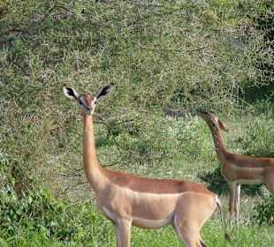 Gerenuk