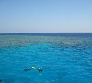 2.Tauchgang an diesem Riff