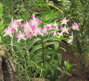 Orchideenhaus