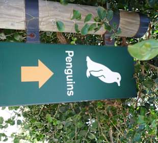 Hinweisschild vom Parkplatz zum Pinguinstrand