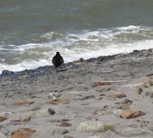 Vogelmutter mit Küken am Strand 
