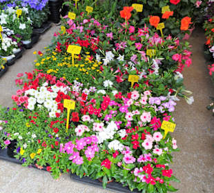 Eindrücke vom Rundgang über den Markt von Elne