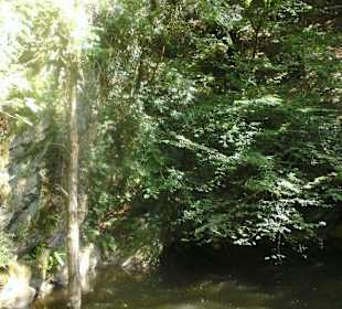 Imposante Lichtreflexe im Wald