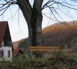 Schillerlinde Unterhausen