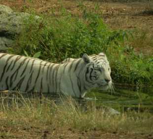 Durchfahrt Serengetipark