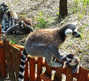 Die ganze Familie gibt sich die Ehre