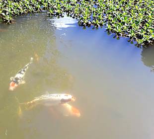 La Vallée des Couleurs NP 