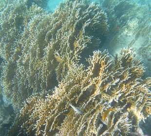 Риф возле Makadi Palace