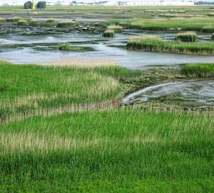 Tidepolder der Luneplate