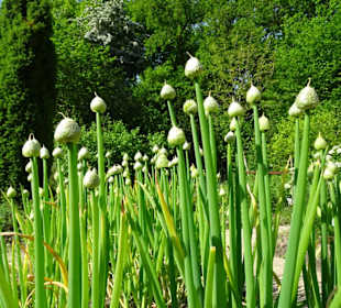 Der Bremer Botanische Garten im Mai