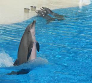 Delphin Show