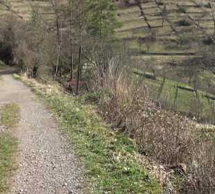 Hirschauer Spitzbergwegle (Premiumspazierwanderweg
