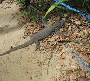 Monitor Lizard nahe des Underground River Eingangs