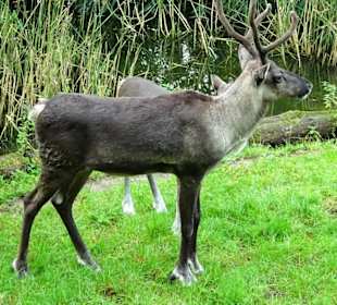 Rundgang durch den Zoo Salzburg