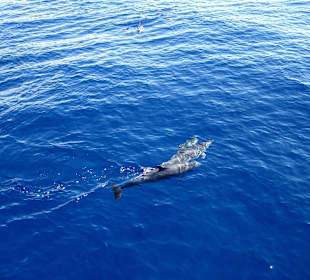 Wir sahen Delfine und Wale !