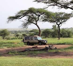 Grand Lady in der Serengeti