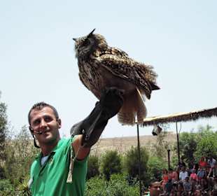 Oasispark - Greifvogelshow Juli 2015