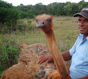 Safari