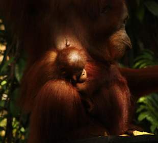 Mama mit Kind (Orang Utan)