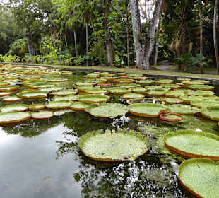 Im Pamplemousses Garden