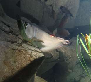 Im Aquarium unterwegs