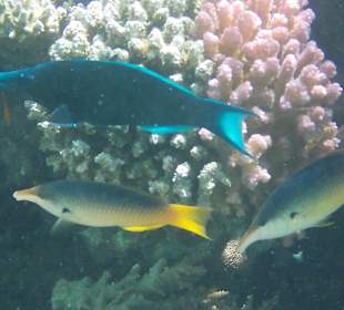 Schnorcheln Makadi Bay