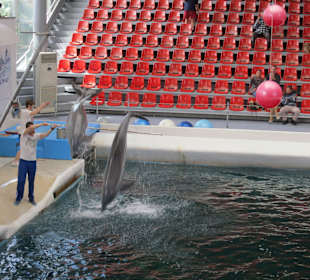 Delfinarium