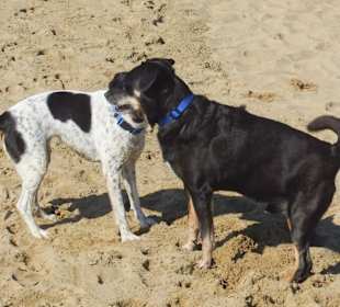 Hundestrand in Bibione
