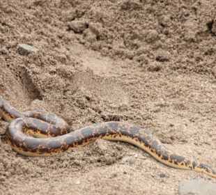 Sandboa
