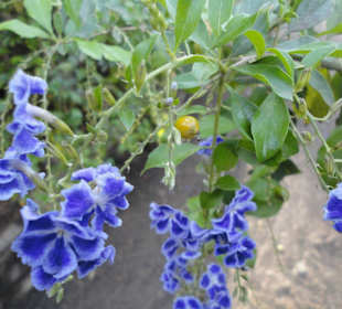 Parque Botánico de Maspalomas