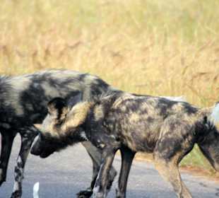 Wild Dogs