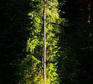 Wanderung zum Signalstein Fränk.Schweiz