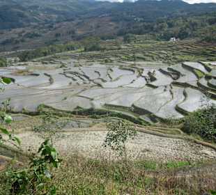 Reisterrassen