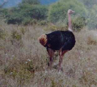 Vogel-Strauß im Tsavo-West