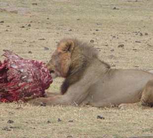 Löwe beim Frühstück