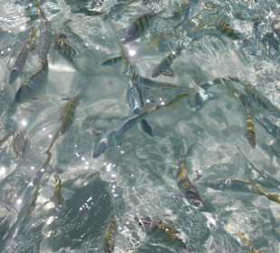 Fische, Fische und noch eimal Fische