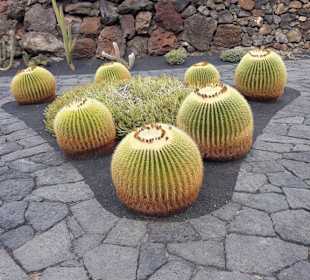 Kakteengarten