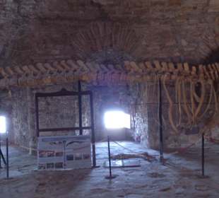 Walskelett auf Bird-Island