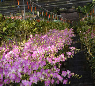 Orchideenfarm auf Phuket