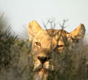 Löwenversteck Bereich Polentswa