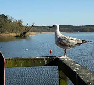 Blick über den Kölpinsee 