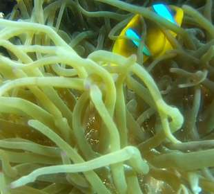 Anemonenfisch