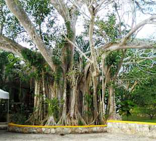 In der Anlage Cenote Ik-Kil