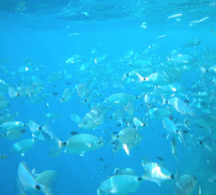 Fischreichtum gleich an der Klippe