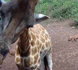  Fütterung Die Giraffe