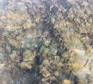 Schnorcheln Hurghada