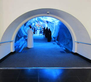 Tunnel durchs Aquarium