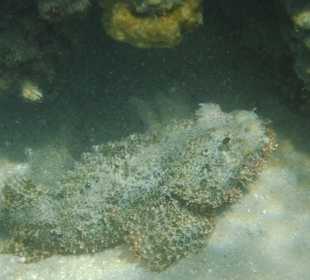 Steínfisch Nr1. Hotel Prima Life Makadi Bay