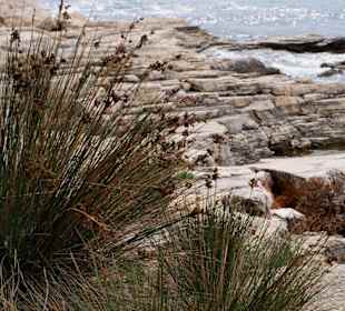 Пула/верудела